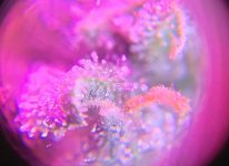 trichs.jpg