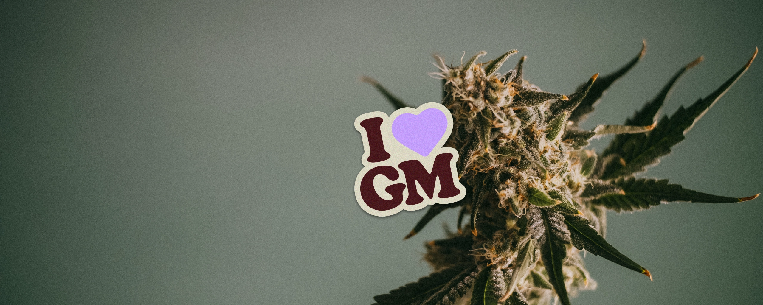 www.ilovegrowingmarijuana.com