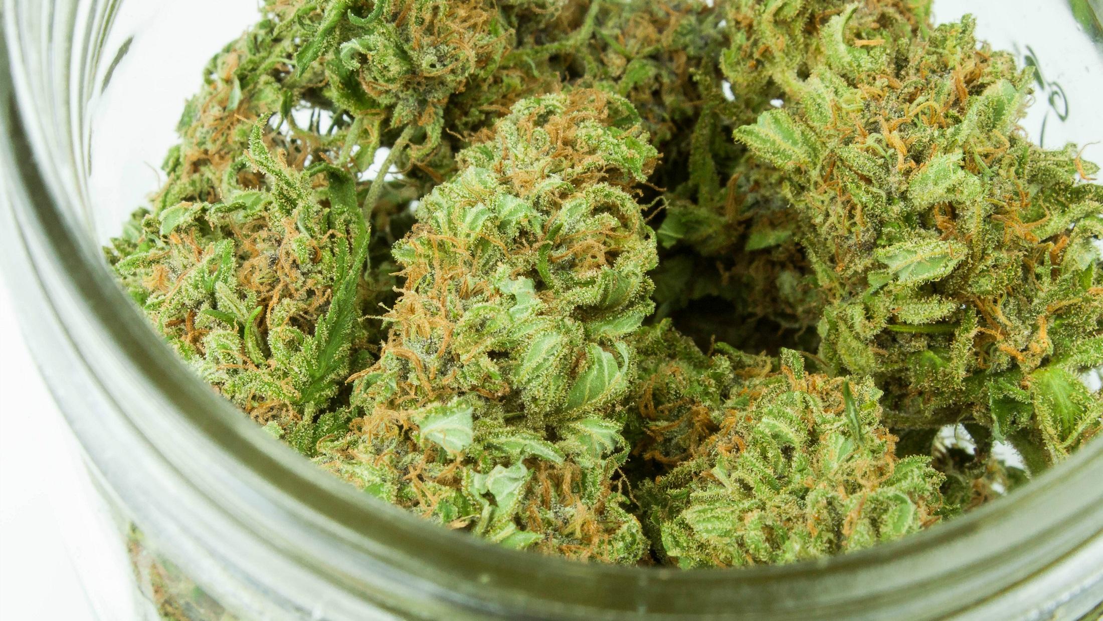 themarijuanaherald.com
